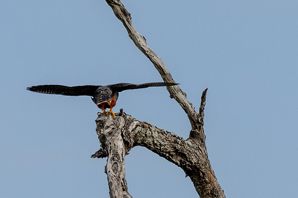 Bat-Falcon-MAK_4269