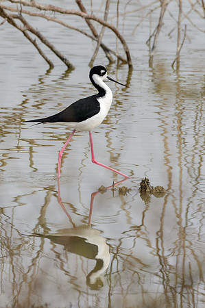 World-birding-MAK_3322