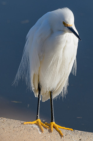 Edenburg Wetlands-MAK_3860