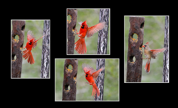 Cardinal print-2