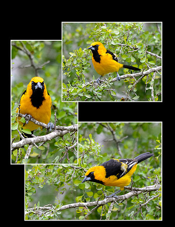 oriole print-2