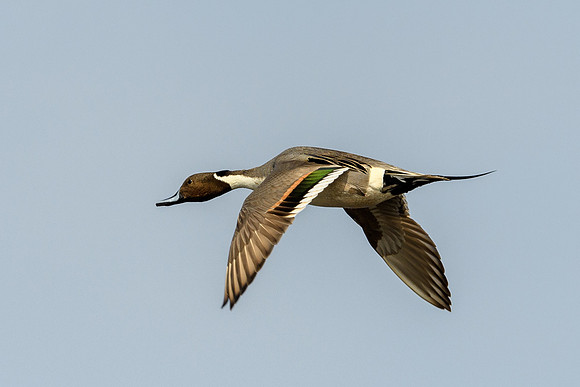 Santa-Ana-NWF-LAK_3963