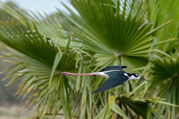 World-birding-MAK_3312