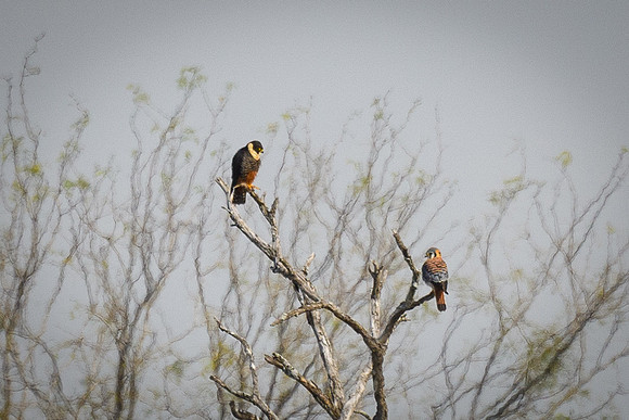 Santa-Ana-NWF-LAK_3937