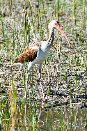 Santa-Ana-wildlife-MAK_2527