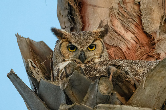 Bentsen-Palm RV Park 500mm5-6primetest-LAK_1981