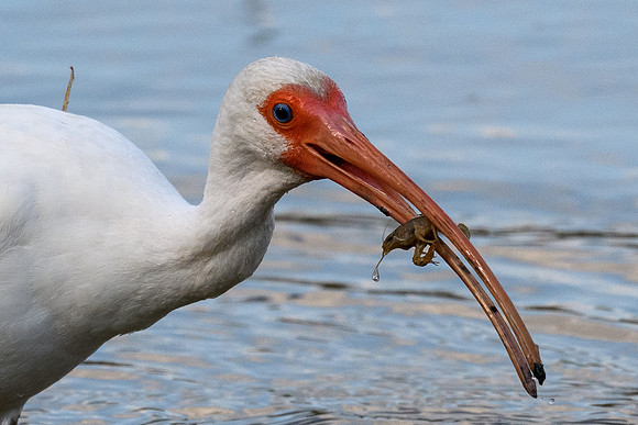 Santa Ana NWF-LAK_2290-2