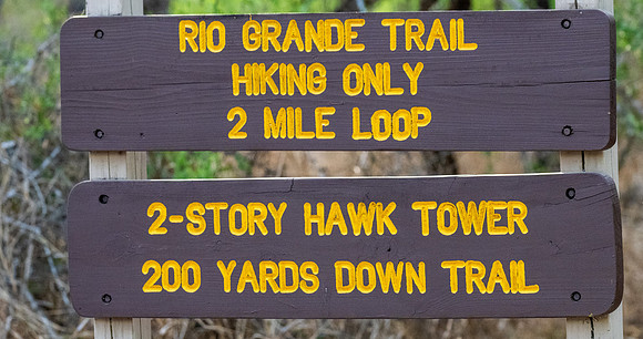 Hawk Watch_MAK0963