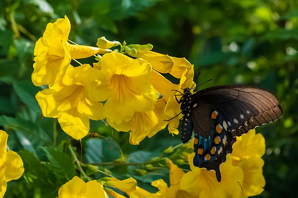 Butterflies-_MAK2995