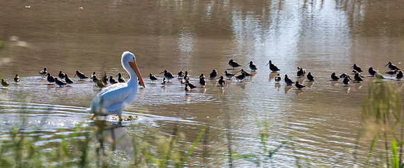 Estero Llano Grande-_MAK4494