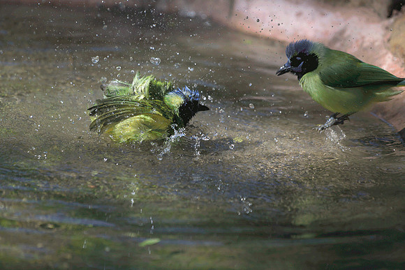 splish-splash