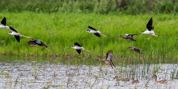 Santa Ana National Wildlife Refuge-_MAK3902