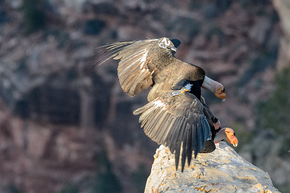 California Condors-MAK_7265