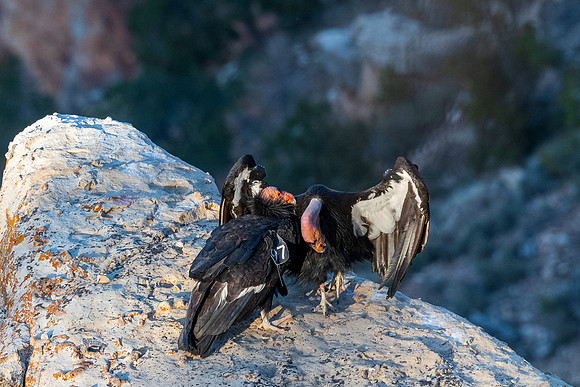 grand-canyon-np-LAK_5980
