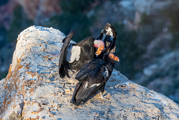 grand-canyon-np-LAK_5974