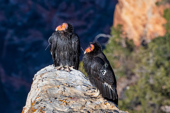 grand-canyon-np-LAK_5910-HDR