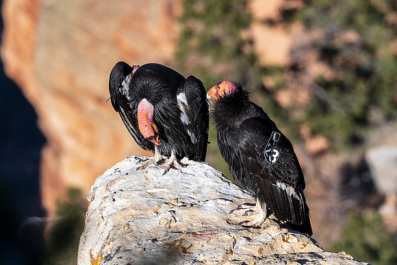 grand-canyon-np-LAK_5880