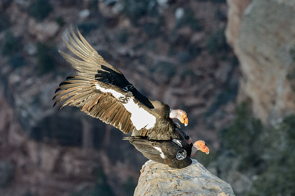 California Condors-MAK_7258