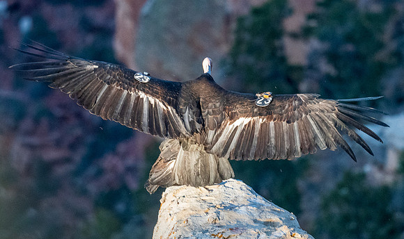 grand-canyon-np-LAK_6019