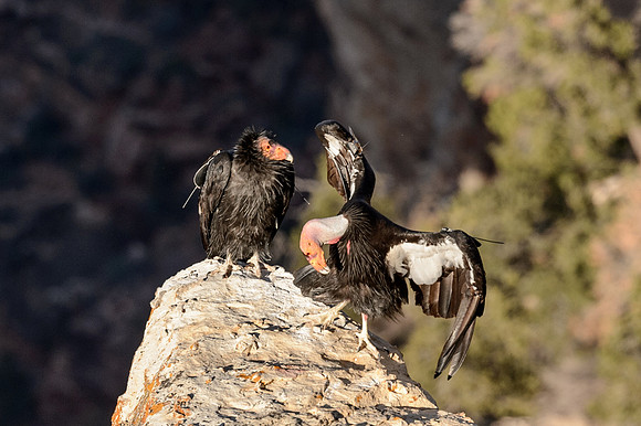 California Condors-MAK_6854