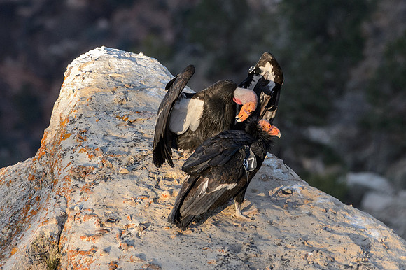 California Condors-MAK_6997