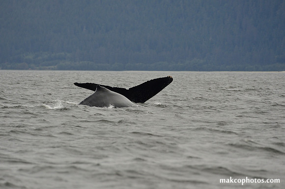 Alaska-2016-MAK_8588