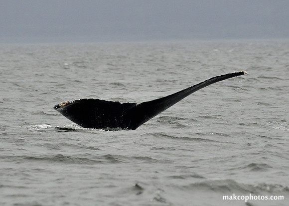 Alaska-2016-MAK_8660c