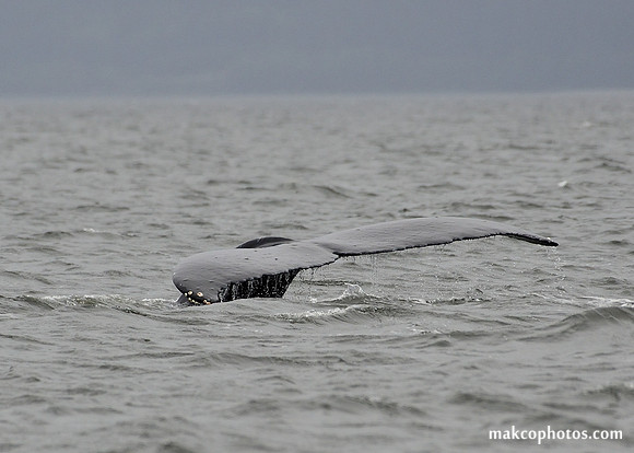 Alaska-2016-MAK_8676