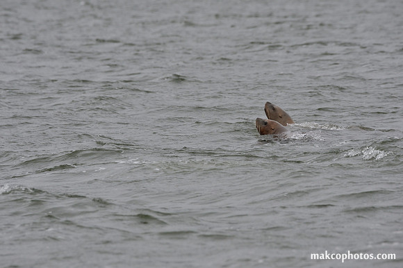 Alaska-2016-MAK_8529c