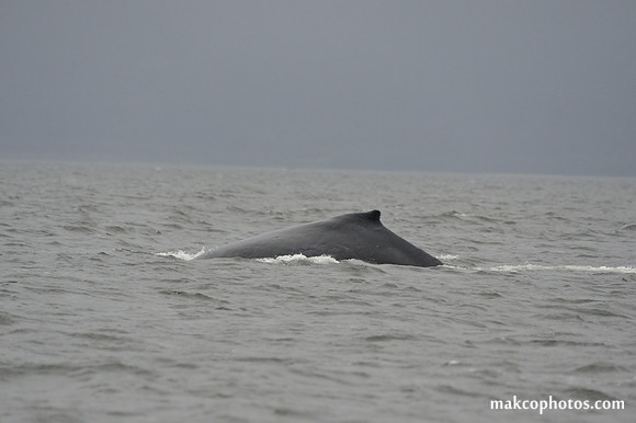 Alaska-2016-MAK_8641