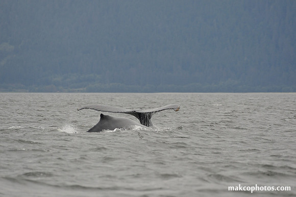 Alaska-2016-MAK_8585