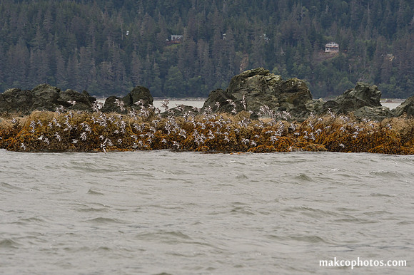 Alaska-2016-MAK_8547