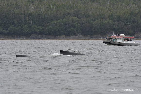 Alaska-2016-MAK_8691