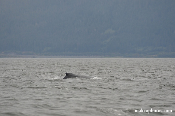 Alaska-2016-MAK_8571