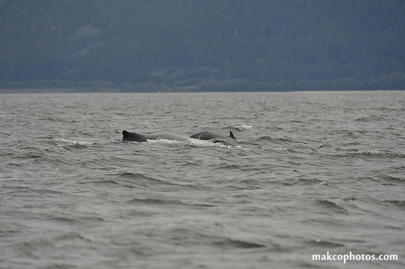 Alaska-2016-MAK_8582