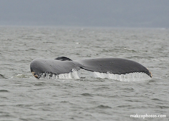 Alaska-2016-MAK_8654cc