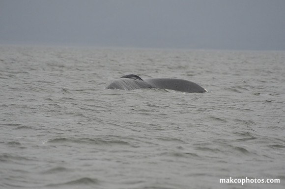 Alaska-2016-MAK_8652