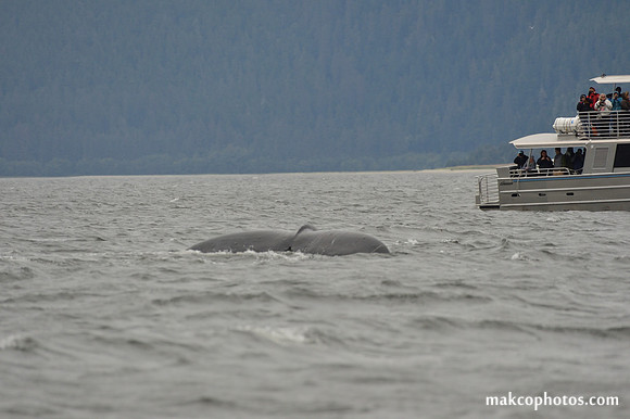 Alaska-2016-MAK_8597