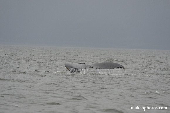 Alaska-2016-MAK_8655