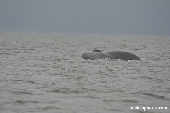 Alaska-2016-MAK_8653