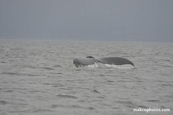 Alaska-2016-MAK_8654