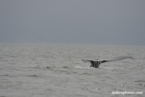 Alaska-2016-MAK_8657