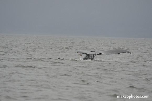 Alaska-2016-MAK_8656