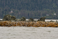 Alaska-2016-MAK_8550c