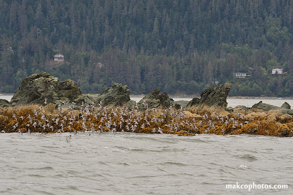 Alaska-2016-MAK_8550c