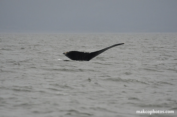 Alaska-2016-MAK_8660