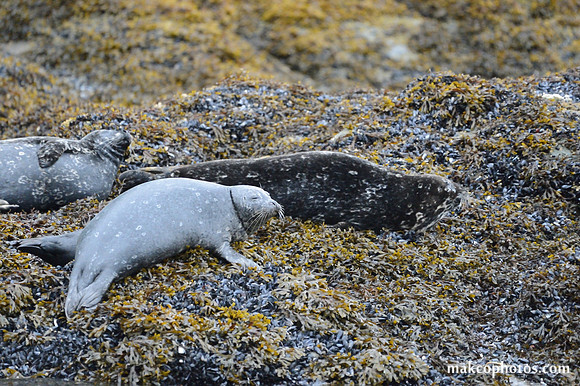 Alaska-2016-MAK_0652