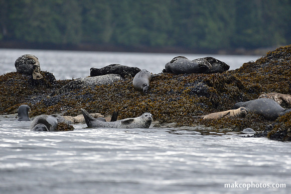 Alaska-2016-MAK_0660
