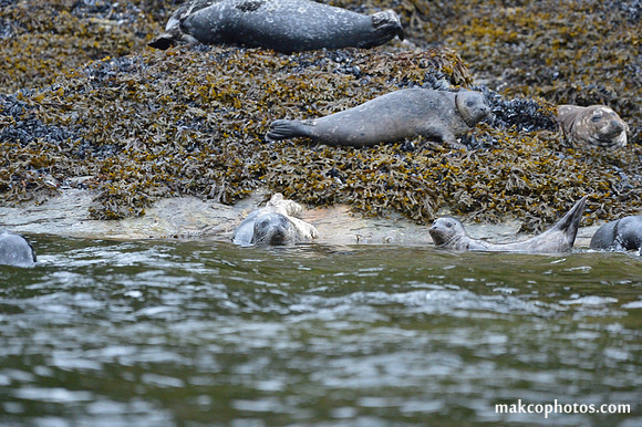 Alaska-2016-MAK_0654