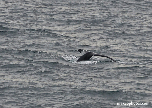 Alaska-2016-MAK_0723
